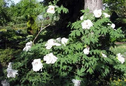 Metode de propagare a bujori de arbori