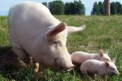 Статии за хранене на свине за piginfo, хранене кърмещи свине майки