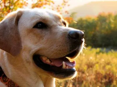 Sterilizarea dogs tipuri, metode și tehnici