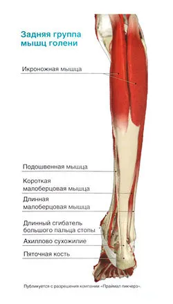 Foot, a boka és a lábszár