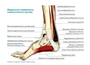 Picior, glezna și partea inferioară a piciorului