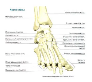 Foot, a boka és a lábszár