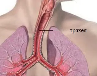 Structura și funcția de trahee, determină inflamația și tratamentul acesteia