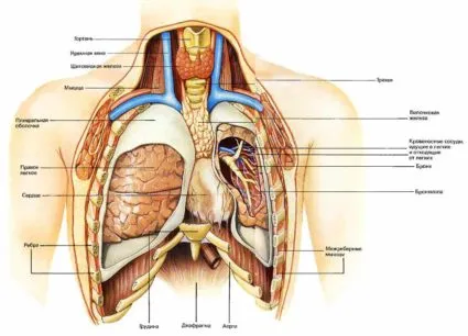 Structura pieptului uman și caracteristicile sale