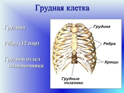 Структурата на човешкото гърдите и неговите функции