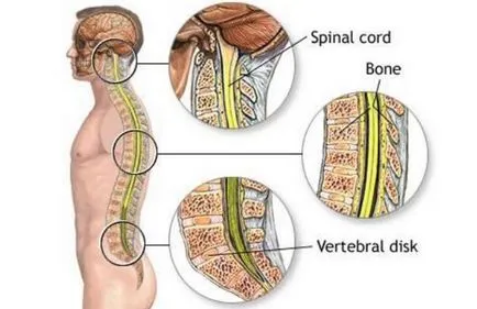 Celule stem - terapia si tratamentul maduvei spinarii