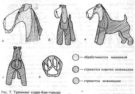 tunsoare câini scheme la domiciliu, de călătorie la Moscova ieftine