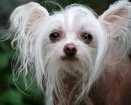 câine Crested chinez în special de întreținere, îngrijire și hrănire, spălând îngrijire câine gol