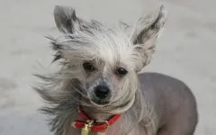 câine Crested chinez în special de întreținere, îngrijire și hrănire, spălând îngrijire câine gol