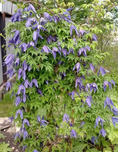 Clematis ültetés és gondozás, a fajok és fajták, fotók