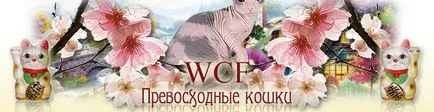Отлични клубни котки котки WCF