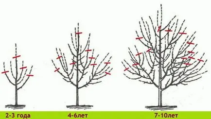 Când la tăiere pomi fructiferi pentru recolta abundentă