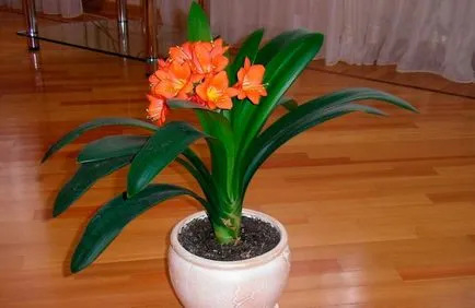 Clivia - грижи в дома, преместване и възпроизводството