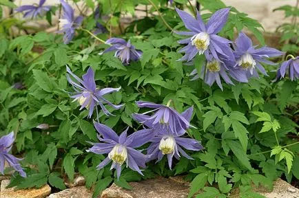 Clematis - cultivare, propagare, de plantare și îngrijire