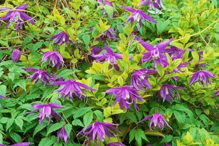 Clematis - cultivare, propagare, de plantare și îngrijire