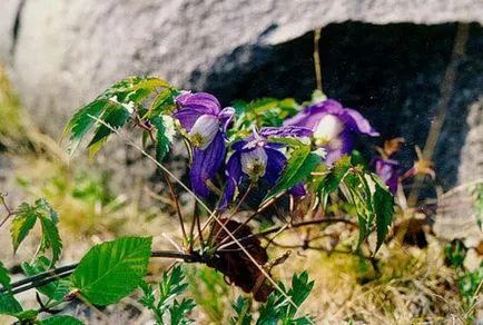 Clematis ültetés és gondozás, a fajok és fajták, fotók