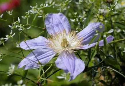 pregătirea Clematis pentru iarnă, precum și adăpost pentru Clematis de iarnă, dacă doriți să taie, cum să adăpost