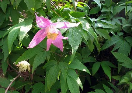 Clematis ültetés és gondozás, a fajok és fajták, fotók