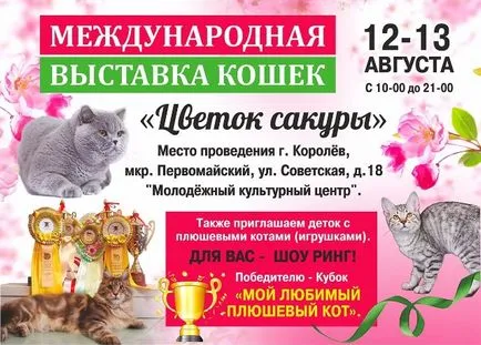 Отлични клубни котки котки WCF