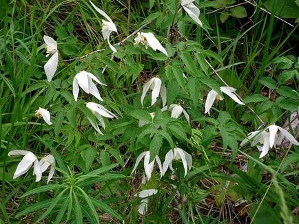 Clematis ültetés és gondozás, a fajok és fajták, fotók