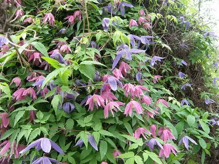 Clematis ültetés és gondozás, a fajok és fajták, fotók