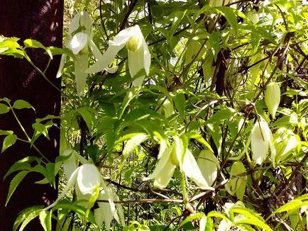 Clematis - cultivare, propagare, de plantare și îngrijire