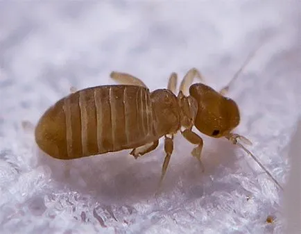 Book tetű vagy könyvet Psocoptera leírást, hogyan lehet megszabadulni