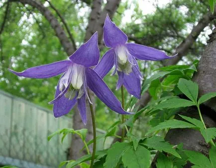 Clematis ültetés és gondozás, a fajok és fajták, fotók