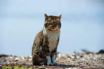 Hőguta és macskák túlmelegedés