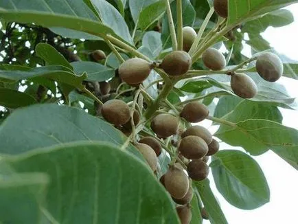 Terminalia chebula (haritaki)