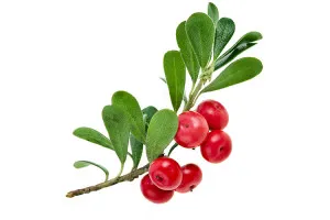 Bearberry cistita sfaturi și rețete