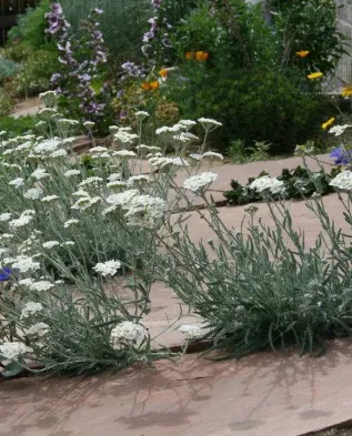 Yarrow - creștere în grădină, Greenmarket