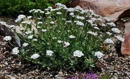 Yarrow - creștere în grădină, Greenmarket