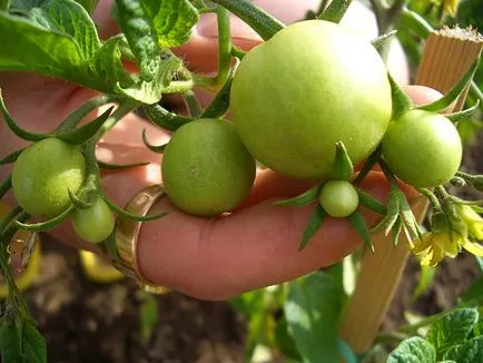 Tomate „Shchelkovo timpurie descriere“ și caracterizare, de reproducere, fotografii