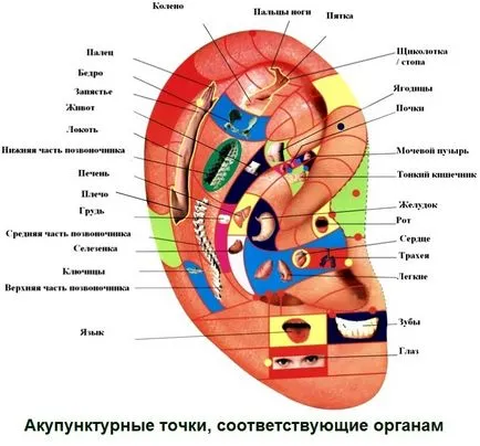 Точките на ушите, които отговарят за агенции - акупунктура места