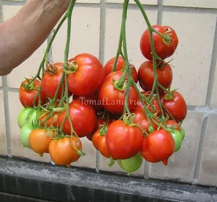 Tomate Descrierea coroana prinț a soiului, recenzii, fotografii