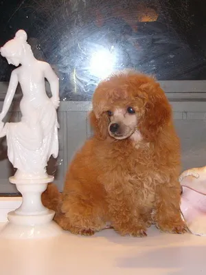 Jucărie pudel descriere câine rasa cu fotografii, de îngrijire pentru pudeli de jucărie