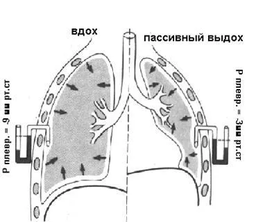 Tüdőn át nyomás - studopediya