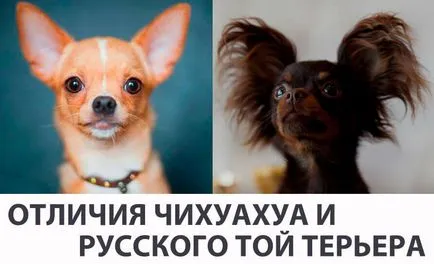 Diferențele de jucărie Terrier și Chihuahua