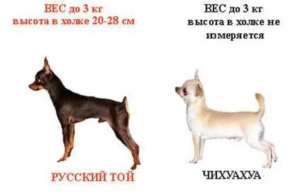 Diferențele de jucărie Terrier și Chihuahua