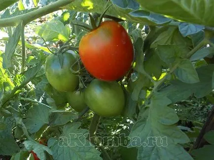 Crack tomate - cum să prevină apariția de fisuri în tomate maturare