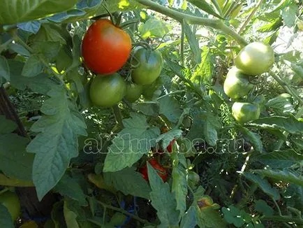 Crack tomate - cum să prevină apariția de fisuri în tomate maturare
