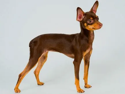 Toy terrier és Chihuahua különbségek