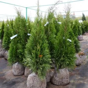 Thuja occidentalis de plantare și îngrijire de smarald