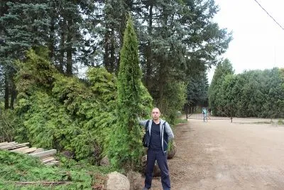 Thuja occidentalis de plantare și îngrijire de smarald