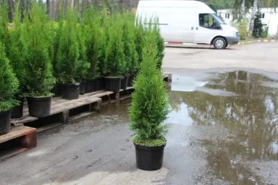 Thuja occidentalis de plantare și îngrijire de smarald