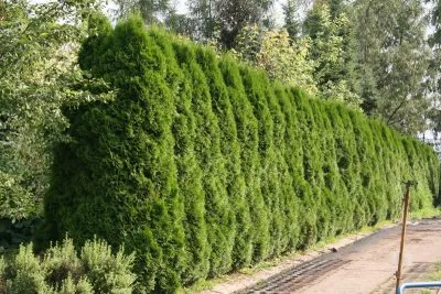 Thuja occidentalis de plantare și îngrijire de smarald