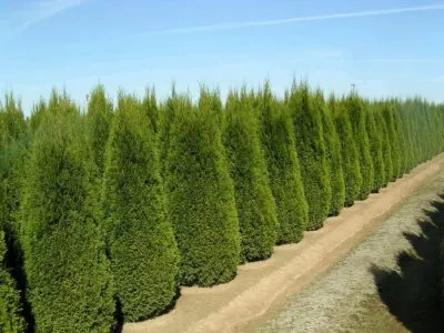 Thuja occidentalis de plantare și îngrijire de smarald