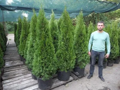 Thuja occidentalis de plantare și îngrijire de smarald