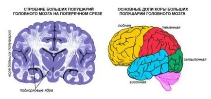 Американците 1, 5 години от носа потекоха мозъците